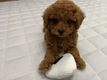 ぴのママ 様のお迎えした子犬