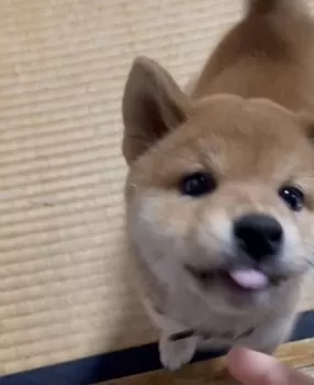 A.S 様のお迎えした子犬