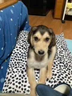 レオン 様のお迎えした子犬