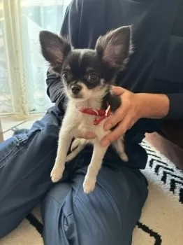 ゆうゆう 様のお迎えした子犬
