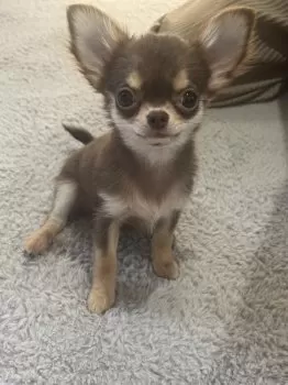 N.S 様のお迎えした子犬