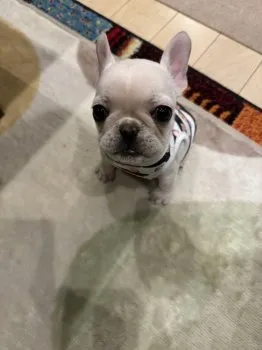 A.Y 様のお迎えした子犬