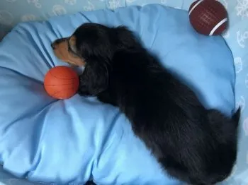 M.N 様のお迎えした子犬