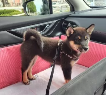 775 様のお迎えした子犬