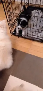 M.O 様のお迎えした子犬