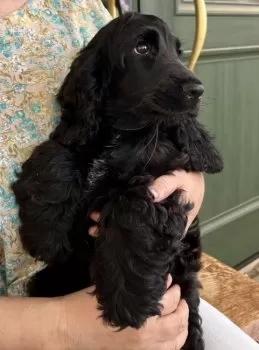 H.M 様のお迎えした子犬