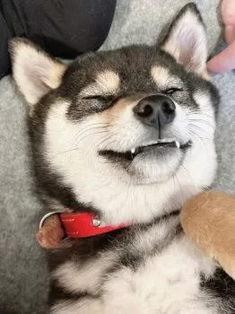K.K 様のお迎えした子犬