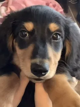 H.T 様のお迎えした子犬