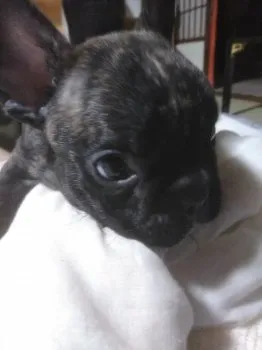 Y.S 様のお迎えした子犬