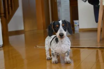 ハート 様のお迎えした子犬