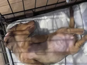 けいぞー 様のお迎えした子犬