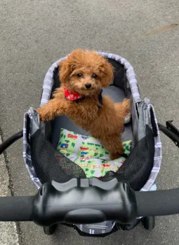 Ｎ．Ｍ 様のお迎えした子犬