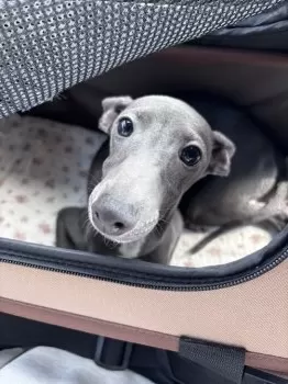 Y.Y 様のお迎えした子犬