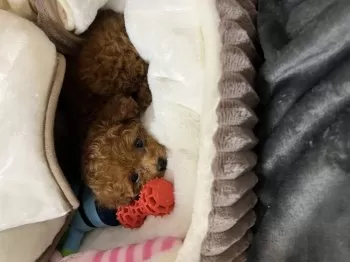 S.M 様のお迎えした子犬