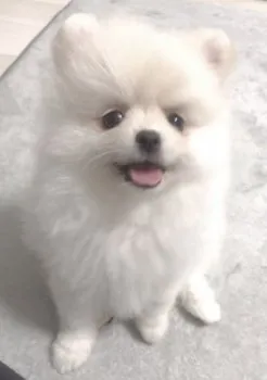 tomo 様のお迎えした子犬