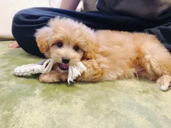 侘助の家族 様のお迎えした子犬