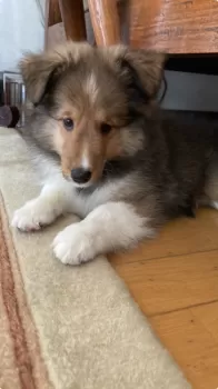 jhohansson 様のお迎えした子犬