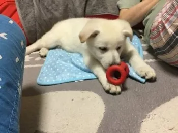 ミラ 様のお迎えした子犬