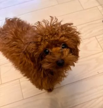 つっちん 様のお迎えした子犬