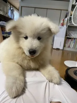 さーや 様のお迎えした子犬