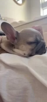 Y.Nきのこ 様のお迎えした子犬