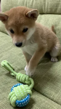 ぱんくん 様のお迎えした子犬