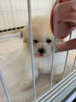 M.S 様のお迎えした子犬