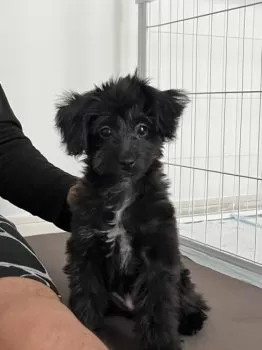 A.N 様のお迎えした子犬