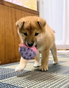 J.T 様のお迎えした子犬