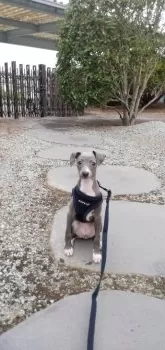 モカ 様のお迎えした子犬