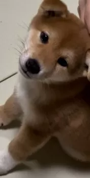 チョビ 様のお迎えした子犬