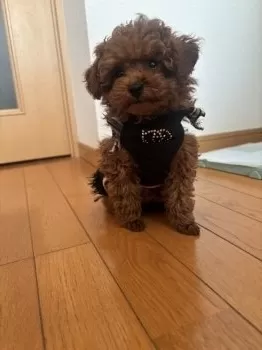 H.M 様のお迎えした子犬