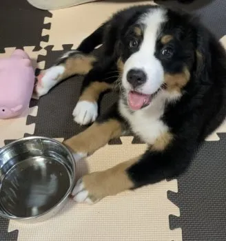 ゆう 様のお迎えした子犬