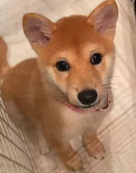 A.M 様のお迎えした子犬