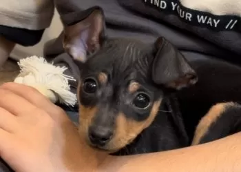 るりママ 様のお迎えした子犬