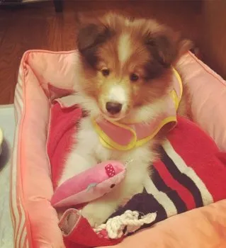 chappy 様のお迎えした子犬