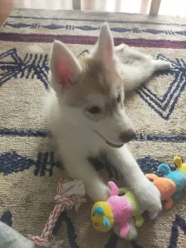 R.F 様のお迎えした子犬