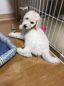 M.K 様のお迎えした子犬