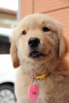 アンジェロ 様のお迎えした子犬