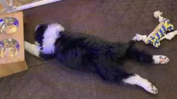 Y.H 様のお迎えした子犬