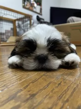 ドカちゃん 様のお迎えした子犬
