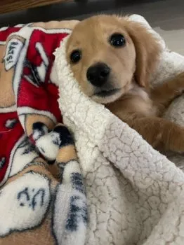 あっつん 様のお迎えした子犬
