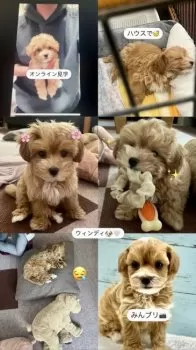 M.K 様のお迎えした子犬