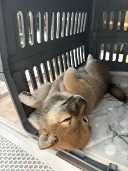 S.H 様のお迎えした子犬