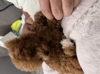 N.T 様のお迎えした子犬