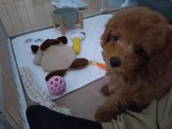 グーパン 様のお迎えした子犬