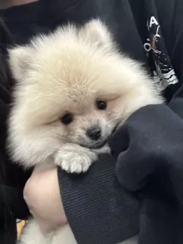 C.M 様のお迎えした子犬