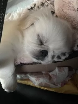 K.C 様のお迎えした子犬