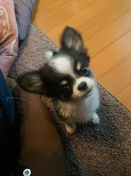 たかたかたん 様のお迎えした子犬