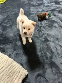 E.Ｉ 様のお迎えした子犬
